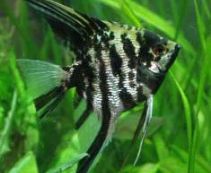 Ознакомьтесь с категорией Скалярии Скалярии хороший выбор и низкие цены от 105 руб., купить скалярий в интернет магазине аквариумистики