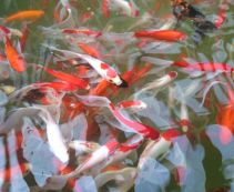 Ознакомьтесь с категорией Прудовая Рыба Прудовая Рыба