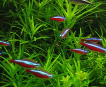 Ознакомьтесь с категорией Тетры, расборы, данио Купить аквариумную рыбку тетру, рыбку данио и расборы по цене от 58 руб.