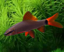 Ознакомьтесь с категорией Боции, лабео, вьюны Боции, лабео, вьюны