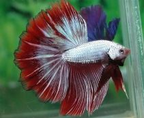 Ознакомьтесь с категорией Петушки Халф Мун Петушки Халф Мун купить в интернет-магазине