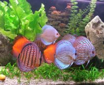 Ознакомьтесь с категорией Дискусы Дискусы