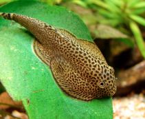 Ознакомьтесь с категорией Сомы Купить аквариумные сомы и коридорасы в интернет магазине по выгодной цене от 58 руб.