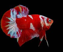 Ознакомьтесь с категорией Петушки Рыбки петушки купить