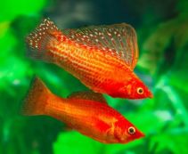 Ознакомьтесь с категорией Живородящие рыбки Живородящие рыбки: Меченосцы, Моллинезии, Пецилии и др купить в интернет магазине по низкой цене от 71 руб.