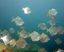 Ознакомьтесь с категорией Солоноватоводные Купить солоноватоводную рыбу тетраодон, аквариумные тетраодоны по выгодным ценам от 99 руб.