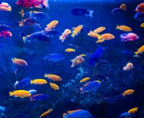 Ознакомьтесь с категорией Цихлиды Африканских озер Цихлиды Африканских озер