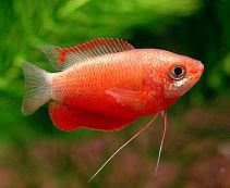 Ознакомьтесь с категорией Лабиринтовые Купить аквариумную рыбку петушка и лабиринтовые рыбки в интернет магазине по цене от 71 руб.