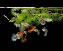 Ознакомьтесь с категорией Гуппи Купить рыбок гуппи с доставкой