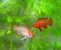 Ознакомьтесь с категорией Рыбки для маленького аквариума Рыбки для маленького аквариума - купить неприхотливых рыбок.