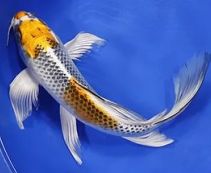 Ознакомьтесь с категорией Карпы Кои Карпы кои купить в розницу | Цены на японских карпов кои от 700 руб в интернет магазине.