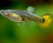 Гуппи самки желтые купить