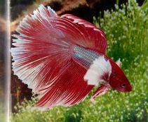 Петушки самцы супер дельта дамбо 4-5см купить с доставкой