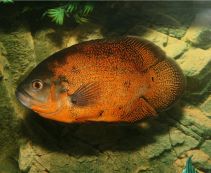 Астронотус красный