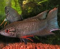 Макропод черный 4-5см