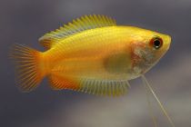 Гурами золотой медовый карликовый 3см (NH041) купить