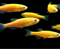 Данио оранжевый - флуоресцентный купить (BH007О)