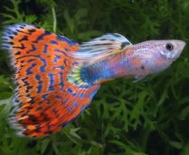 Гуппи самцы мозаика красно-золотая купить