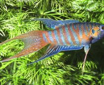 Макропод голубой 5-6см купить с доставкой