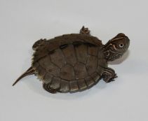 Географическая черепаха (5см)