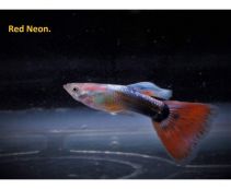Гуппи самцы неоновые красные купить