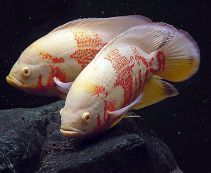 Астронотус тигровый альбинос 4-5см купить с доставкой