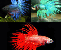 Петушок коронохвостый - описание фото. Купить коронохвостого петушка