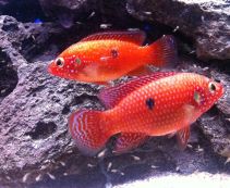 Хемихромис красавец 5см купить