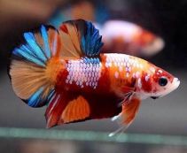 Петушок самец халф мун плакат кои купить с доставкой