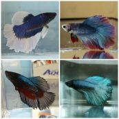 Петушки супердельта - купить в магазине Марлин шоп.