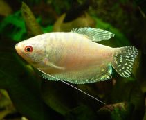 Гурами белый купить 5-6см (NH7)
