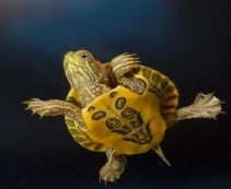 красноухая черепаха купить