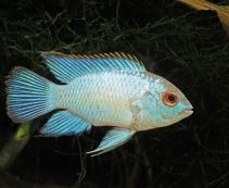 Наннакара неоновая голубая купить (3-4см) (CH-K-023)