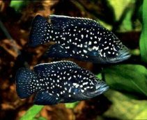 Паратиляпия поллени купить с доставкой