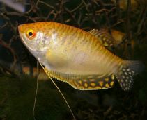 Гурами золотой 5-6см