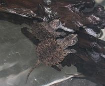 Каймановая черепаха Chelydra serpentine (Common Snapping Turtle) (5см)