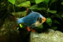 Барбус мшистый купить 3,5-4см (BH006)