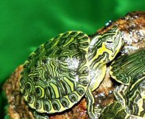 Желтоухая черепаха купить в интернет магазине.