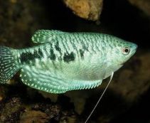 Гурами мраморный купить 4-4,5см