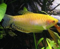 Гурами золотой купить 4см