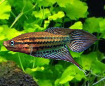 Гурами ворчащий купить с доставкой