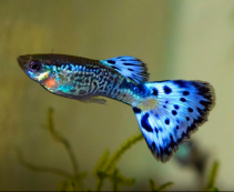 Гуппи самцы кобра голубая купить