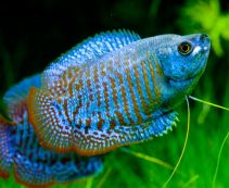 Лялиус голубой неоновый купить 4см