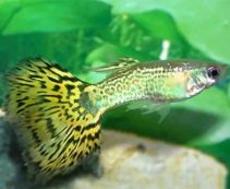 Гуппи самцы кобра зеленая купить