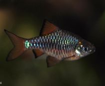 Барбус олиголепис (BH003)