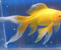 Комета золотая 5-7см (РCT57)